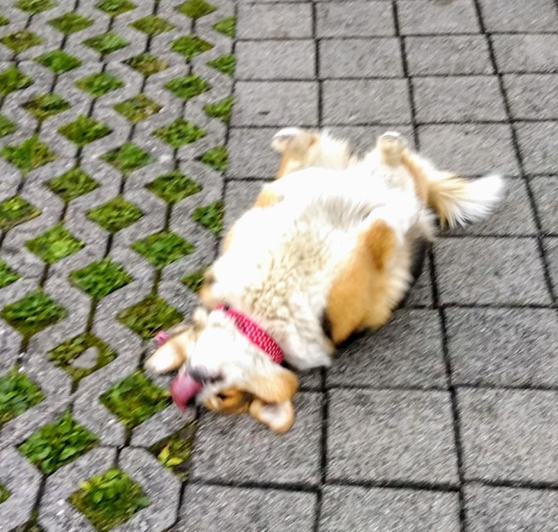 2. Ovaj pas šetnje koristi za valjanje na različitim mjestima