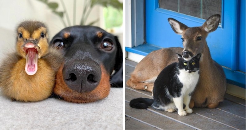 10+ fotki neobičnih životinjskih prijateljstava koja će vas dirnuti, pogledajte predivne prizore