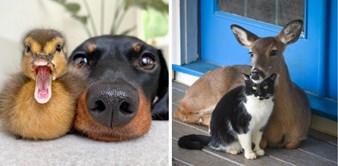 10+ fotki neobičnih životinjskih prijateljstava koja će vas dirnuti, pogledajte predivne prizore