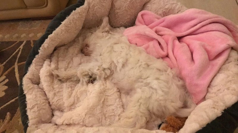 12. Trebalo nam je malo da ga pronađemo... 😃