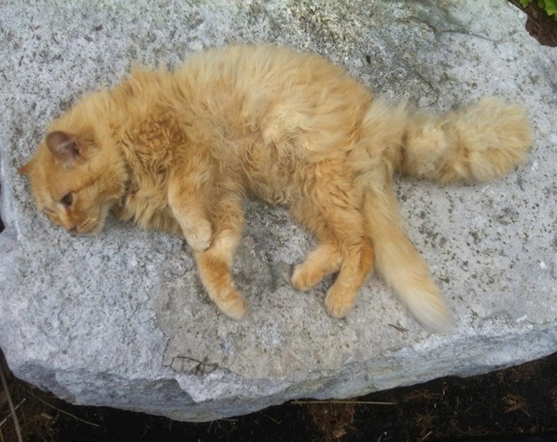 12. Ovaj narančasti mačak ima dva repa