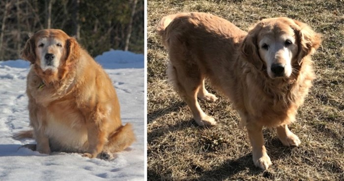 Vlasnici su podijelili 10+ fotki ljubimaca koji su izgubili kilograme, ali ni gram slatkoće