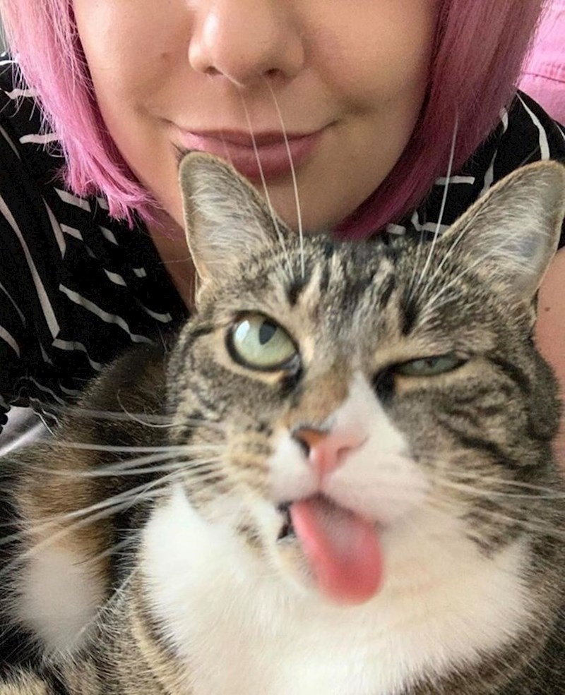 2. Ova mačka zna da su obične poze dosadne 😃