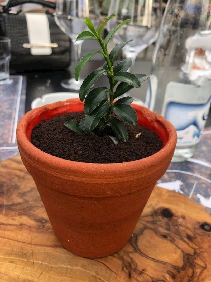 11. "Iako je bio ukusan, kad su mi donijeli ovaj tiramisu mislila sam da me netko zafrkava"