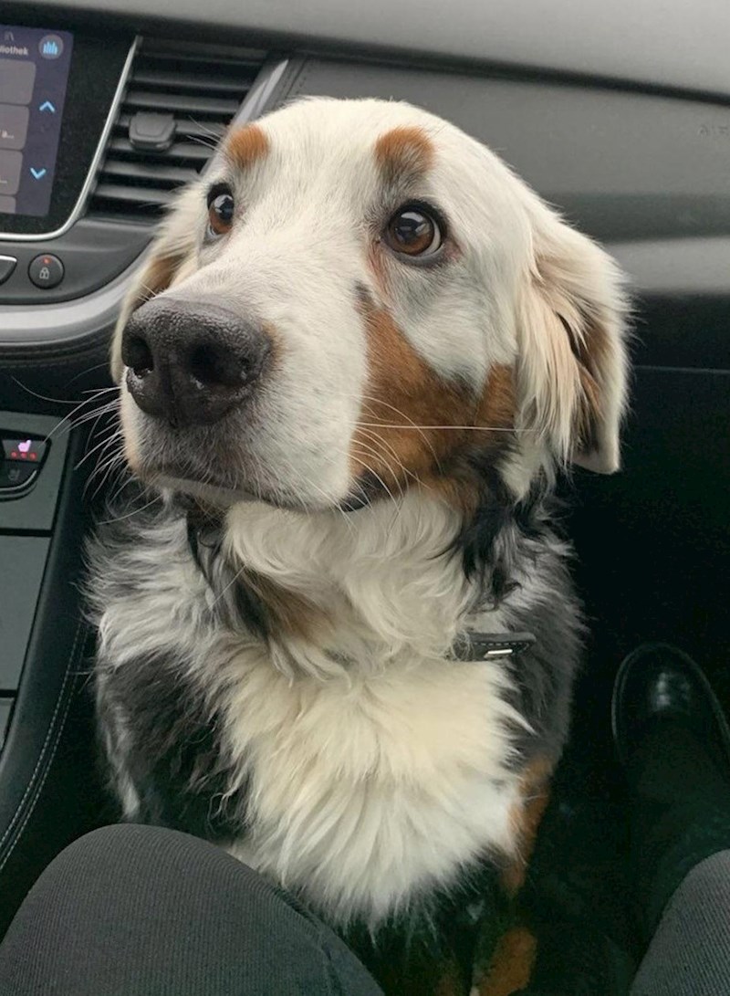 8. Ovo je Fanny, predivna kujica koja ima rijedak poremećaj zvan vitiligo zbog kojeg dolazi do depigmentacije kože