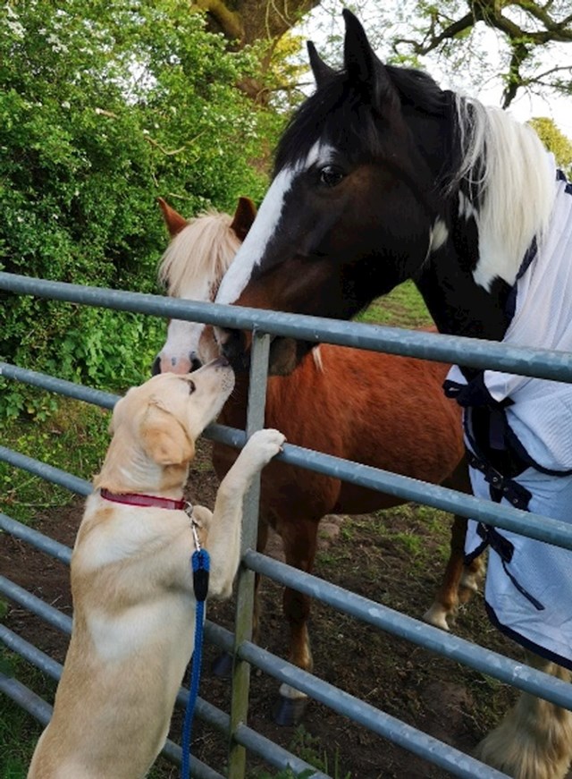 1. Ovi konji dolaze do ograde svaki puta kada ovaj pas ide u šetnju 😄
