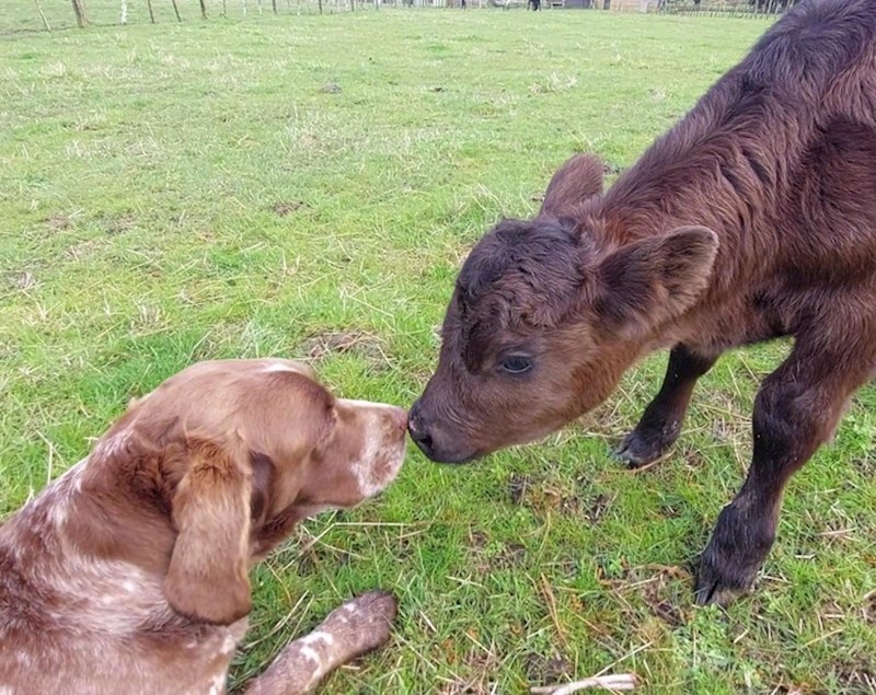 2. Pas Charlie i malena Paige na početku predivnog prijateljstva! 🥰
