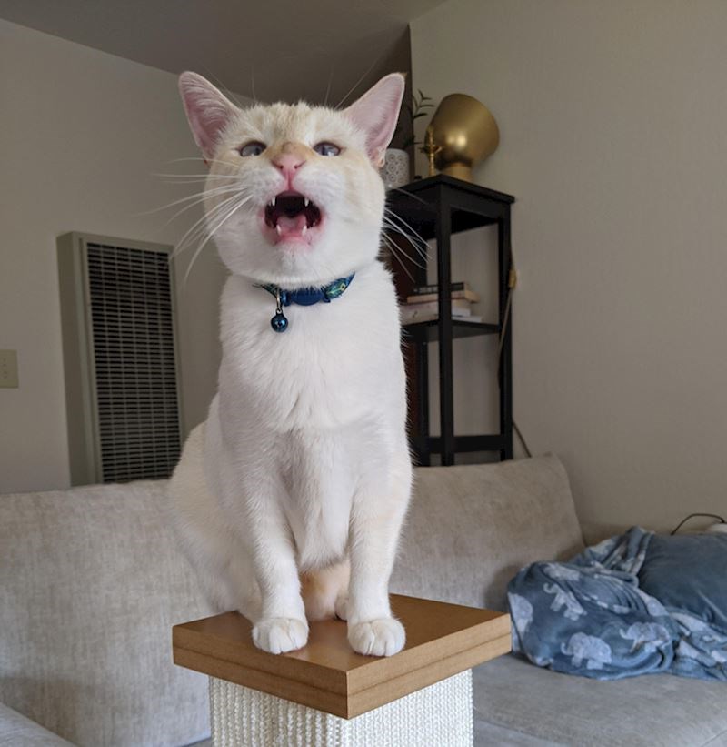 Viče na vlasnicu dok je na videopozivu