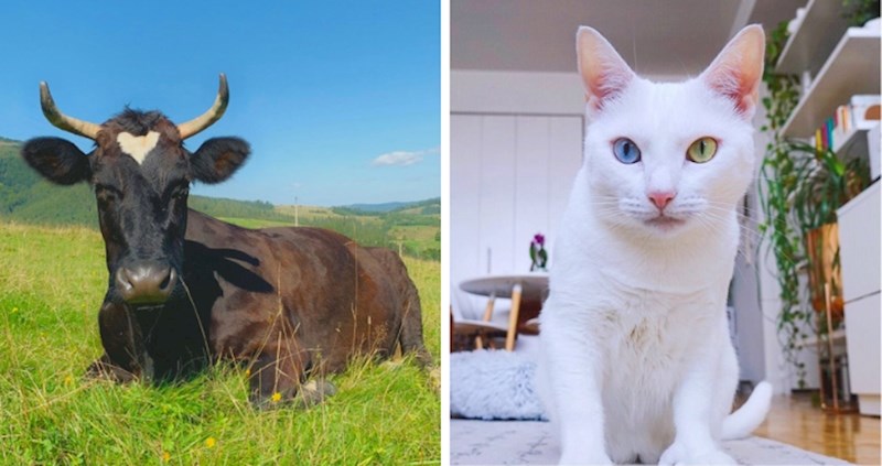 Izdvojili smo 15+ fotografija prekrasnih životinja neobičnog izgleda, pogledajte fotke