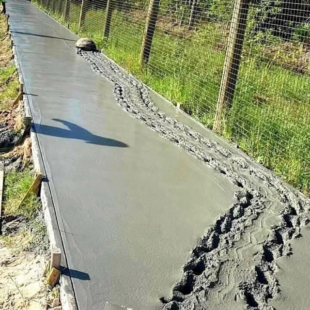 8. Nestašna mala kornjača 😄