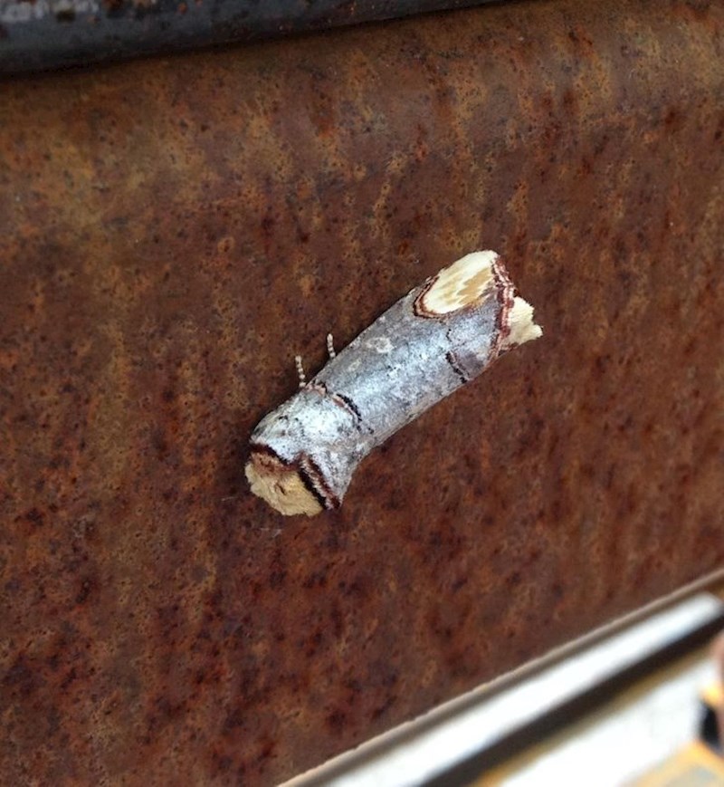 4. Ne, ovo nije komad grančice, već jedna životinja