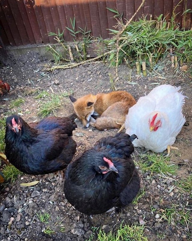 12. Lisica i kokoši, izgledaju kao da ju štite dok spava 🥰