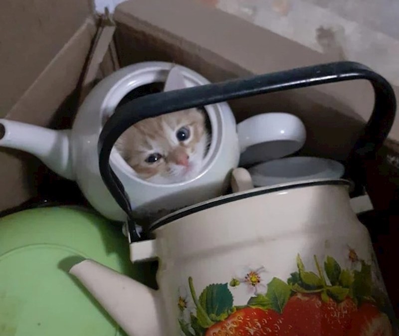 3. Toliko je malena da stane u čajnik, baš je pronašla dobro mjesto za skrivanje 😄