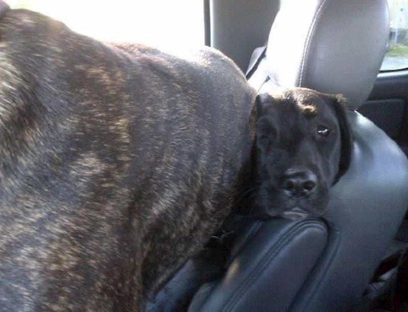 10. Nijedan pas se nije htio maknuti sa suvozačkog mjesta...