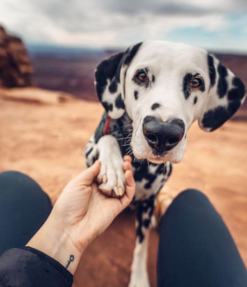 21. Dalmatiner s oblikom srca na nosu