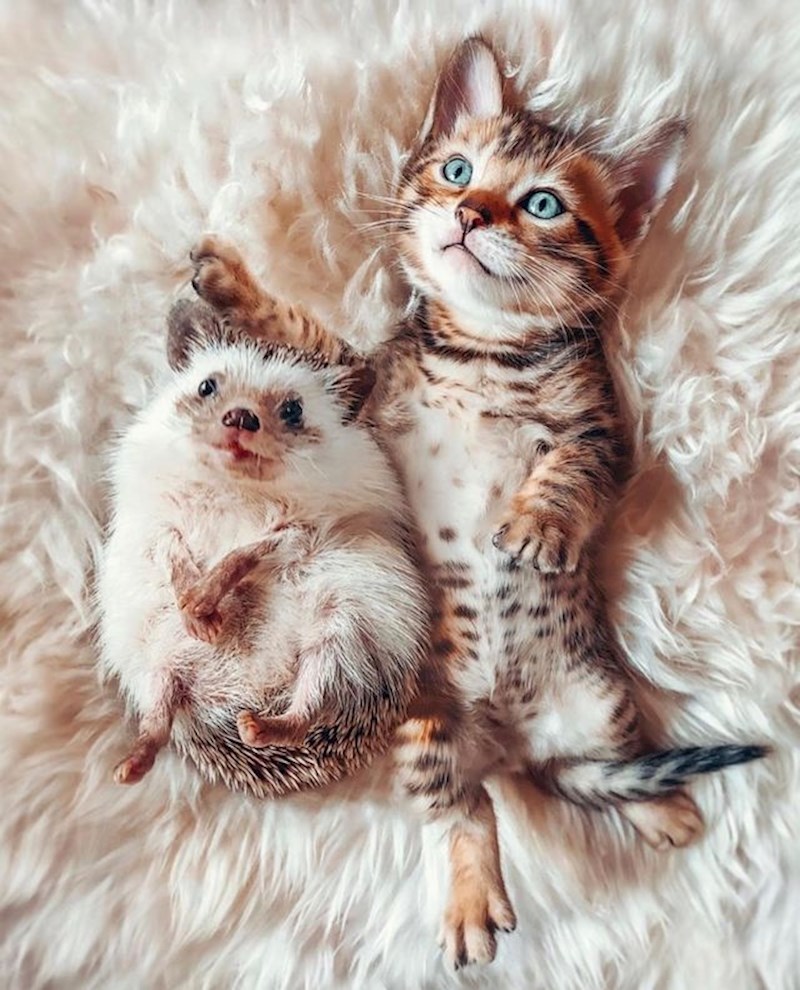 5. Nevjerojatno je koliko su slatki! 😍😍