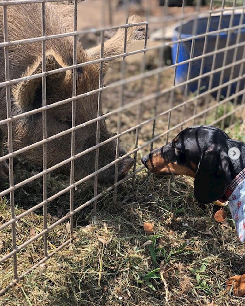 14. Maleni Stanley upoznao je novog prijatelja, svinju Borisa! 😄