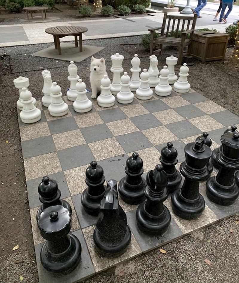 5. Je li tko vidio štene samojeda? Ne, mi samo igramo šah 😃