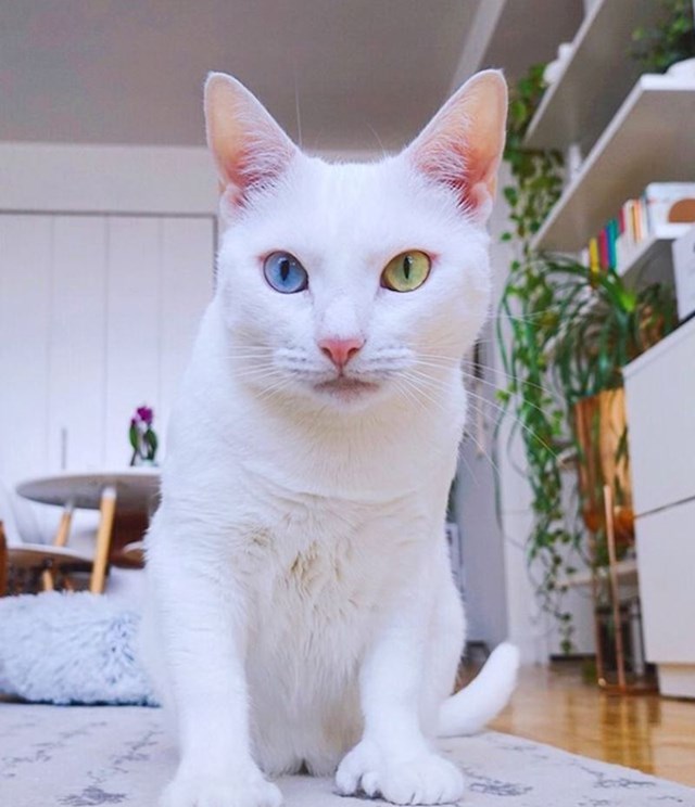 20. Predivna mačka s različitom bojom očiju