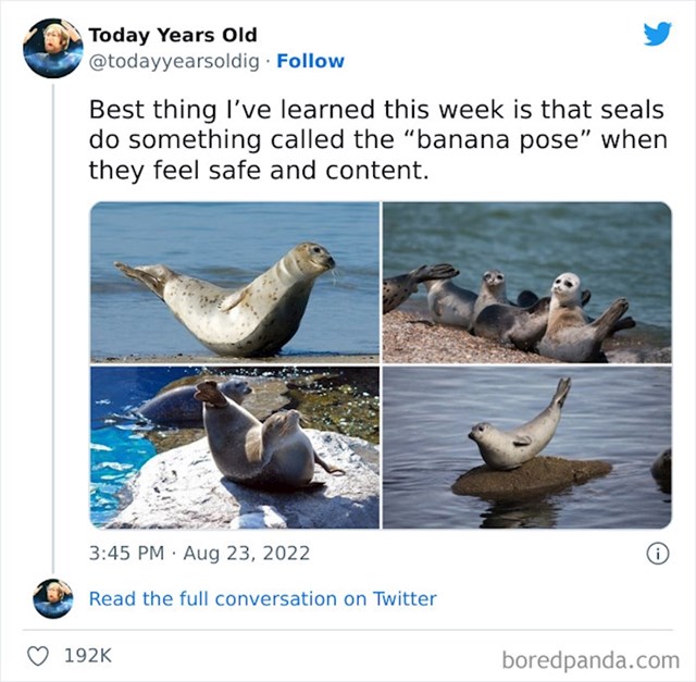 2. Ako se osjećaju sigurno i zadovoljno, tuljani će se smjestiti u "banana" pozu