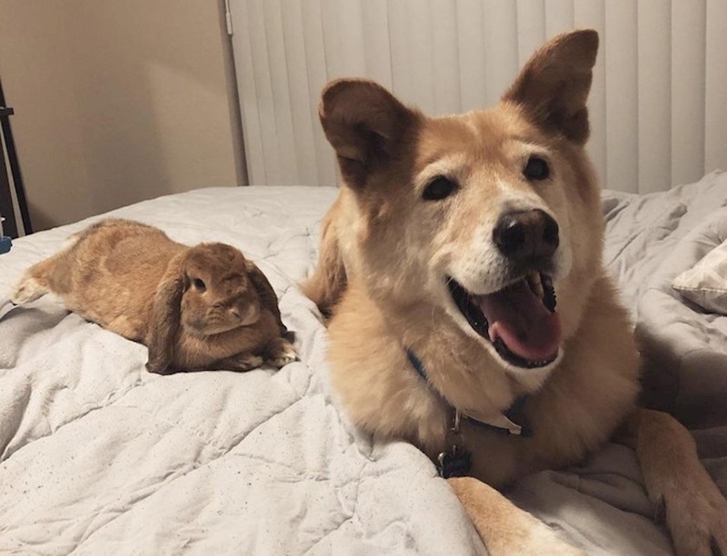 7. Ovaj zec i pas su najbolji prijatelji 😄