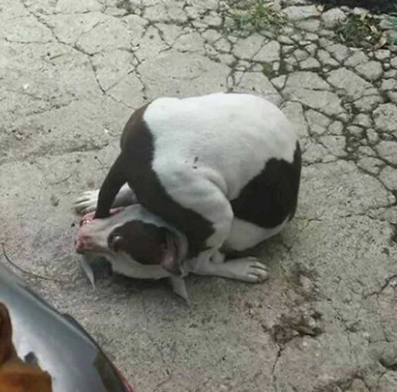 Nešto mu se poremetilo u glavi 😂