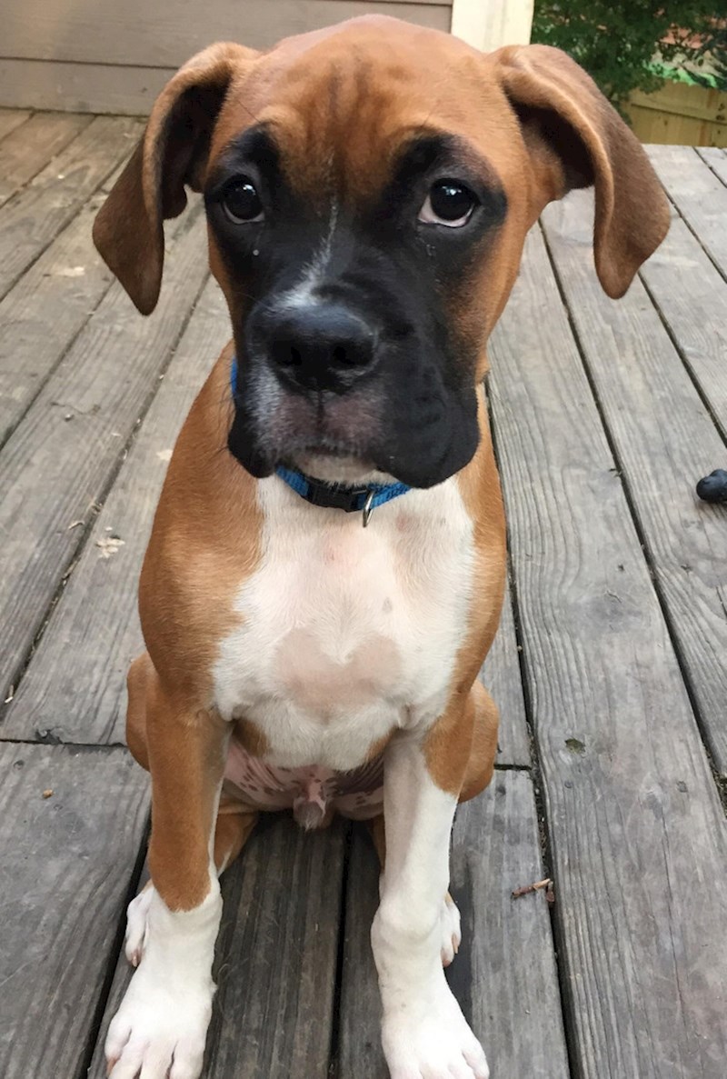 6. Bokser Bender ima srce na prsima