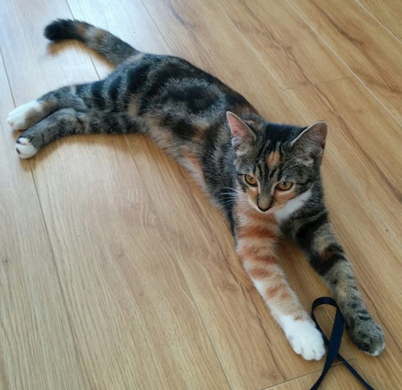 14. Tri gotovo iste i jedna potpuno drugačija noga