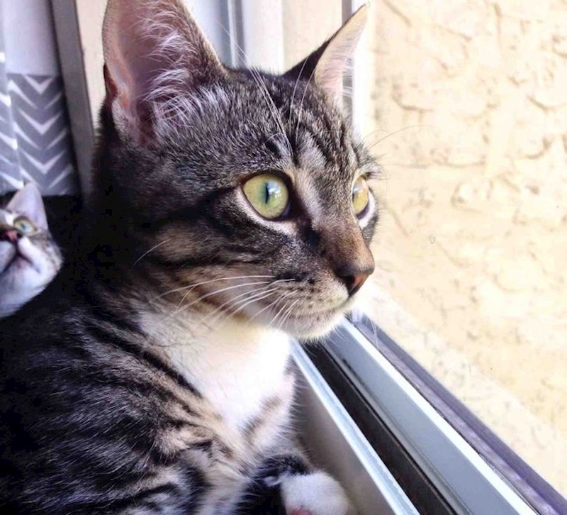 21. Mačka u pozadini prolazi kroz neku egzistencijalnu krizu 😂