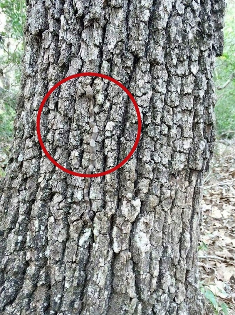 14. Prava majstorica kamuflaže