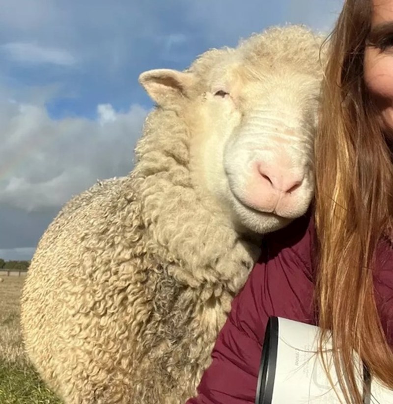 17. Nasmiješena ovca 😃