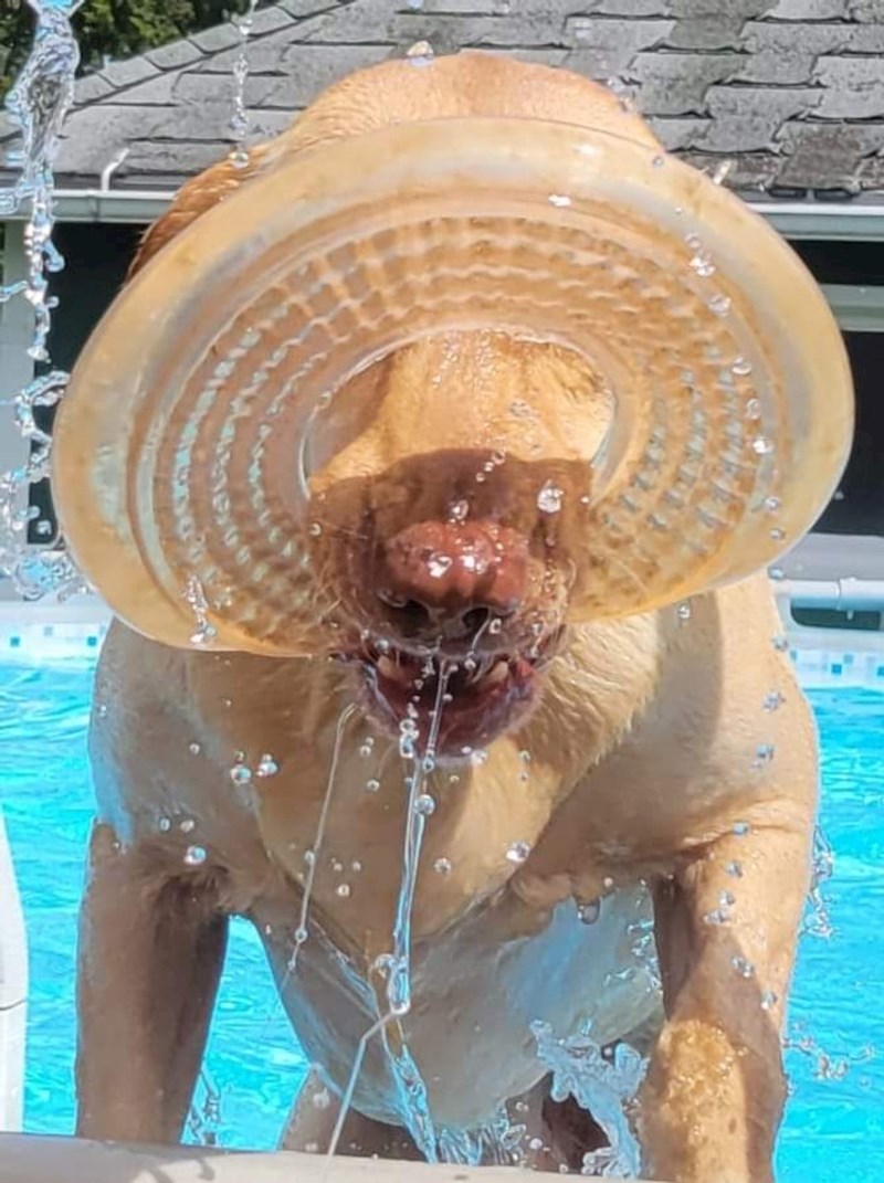 8. Ne, ovo nije neko neobično biće već samo pas uhvaćen u pravom trenutku da zbuni sve koji pogledaju fotku