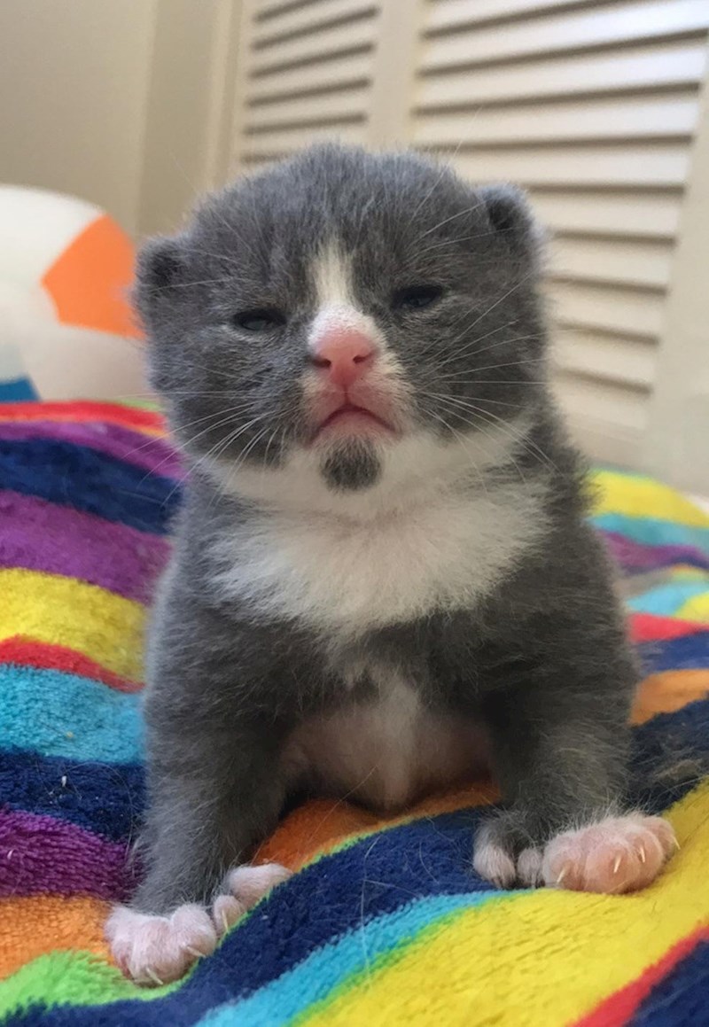 7. Ima malene i sitne oči