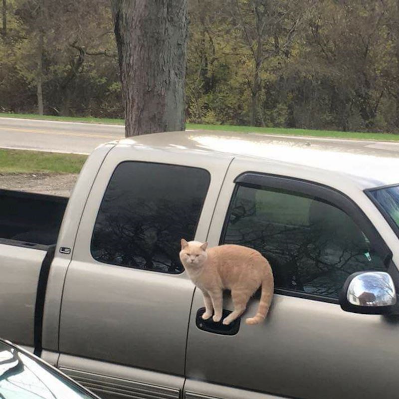 Još jedan dokaz da mačke imaju neobične sposobnosti