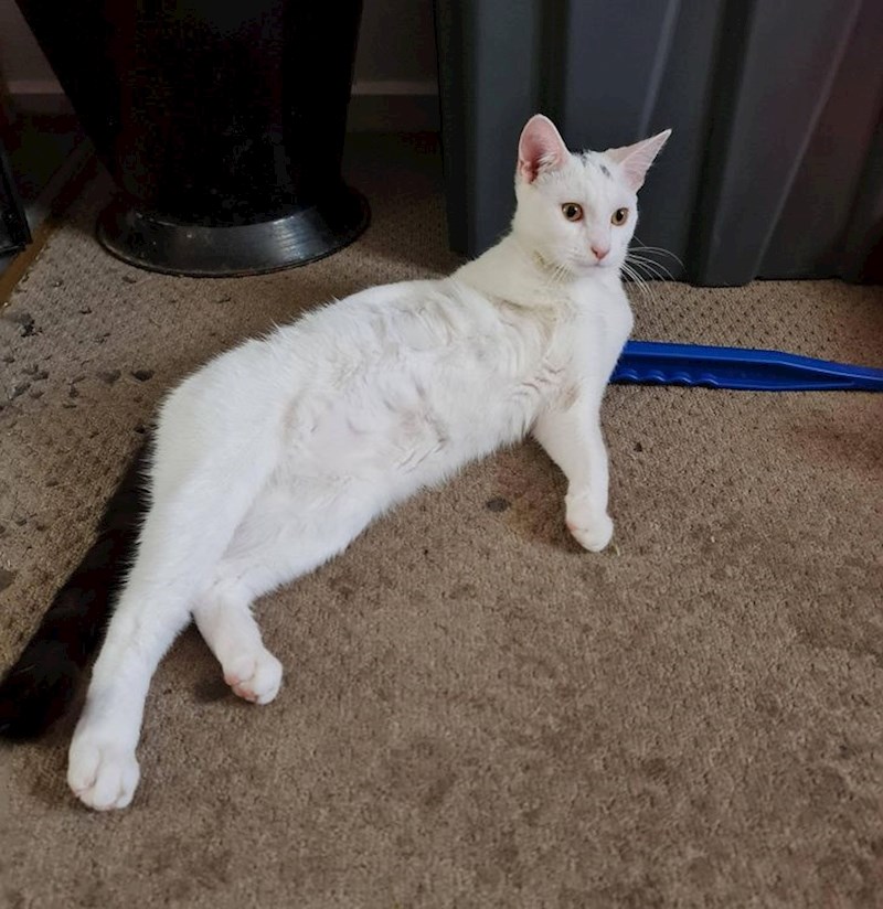 3. Izgleda kao da joj nedostaje noga...