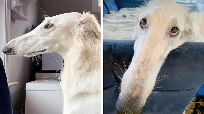 16. Jeste li ikada vidjeli hrta koji ima ovako dugačak nos?