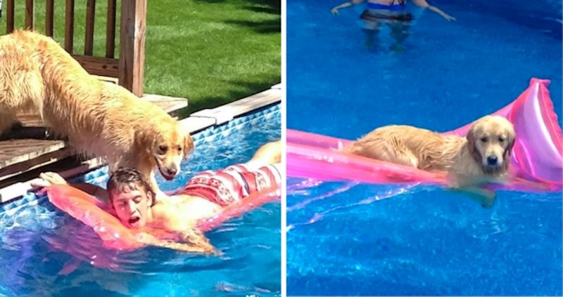 15+ fotografija životinja koje pokazuju njihovu ludu i vrckastu stranu, neki prizori su urnebesni