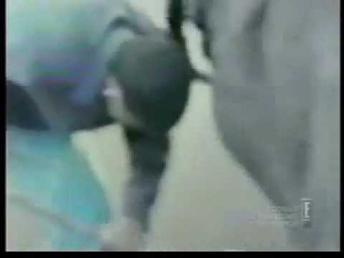 Man gets his head stuck in elephants ass