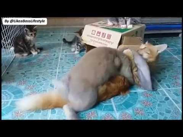 Horny rabbit dry hump a cat!!! WTF!?!?