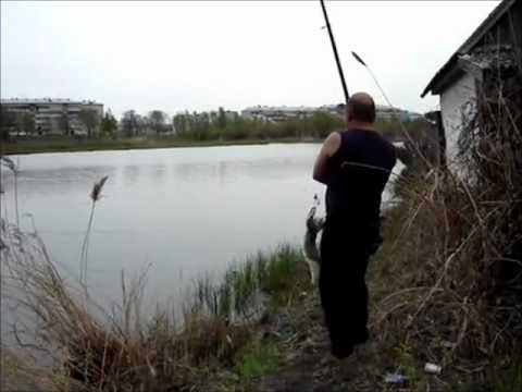 Sneaky Cat Thief Steals Fish