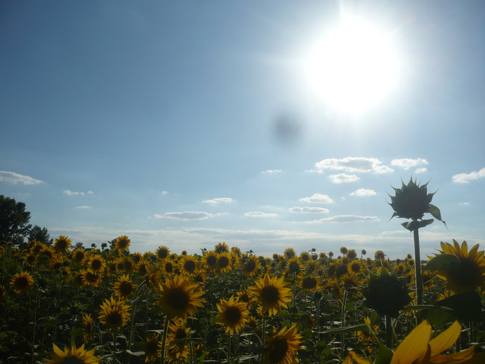 Polje Suncokreta