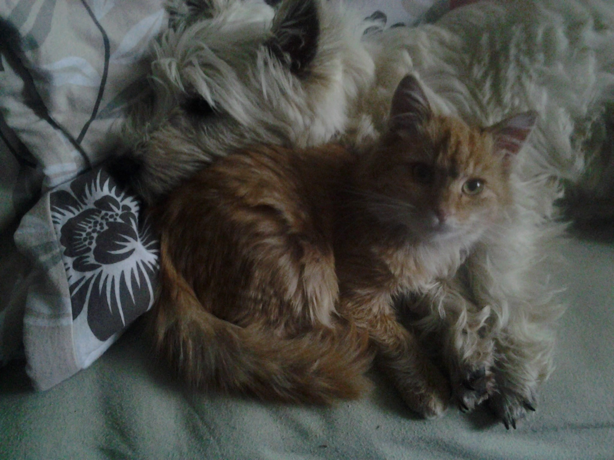 2012-12-02 08.21.24.jpg