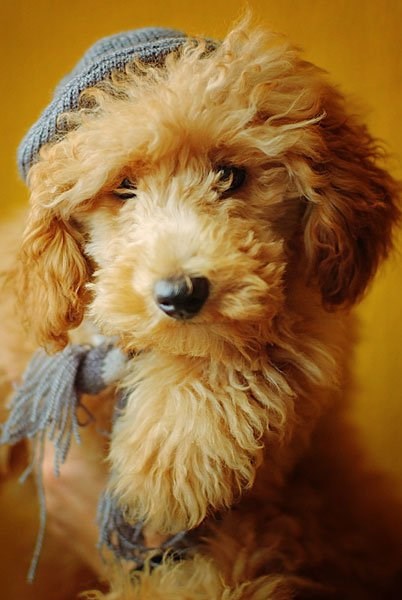 Beto "montiran" za izlazak !