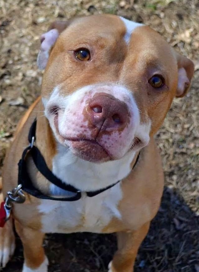 Najfotogeničniji pit bullić