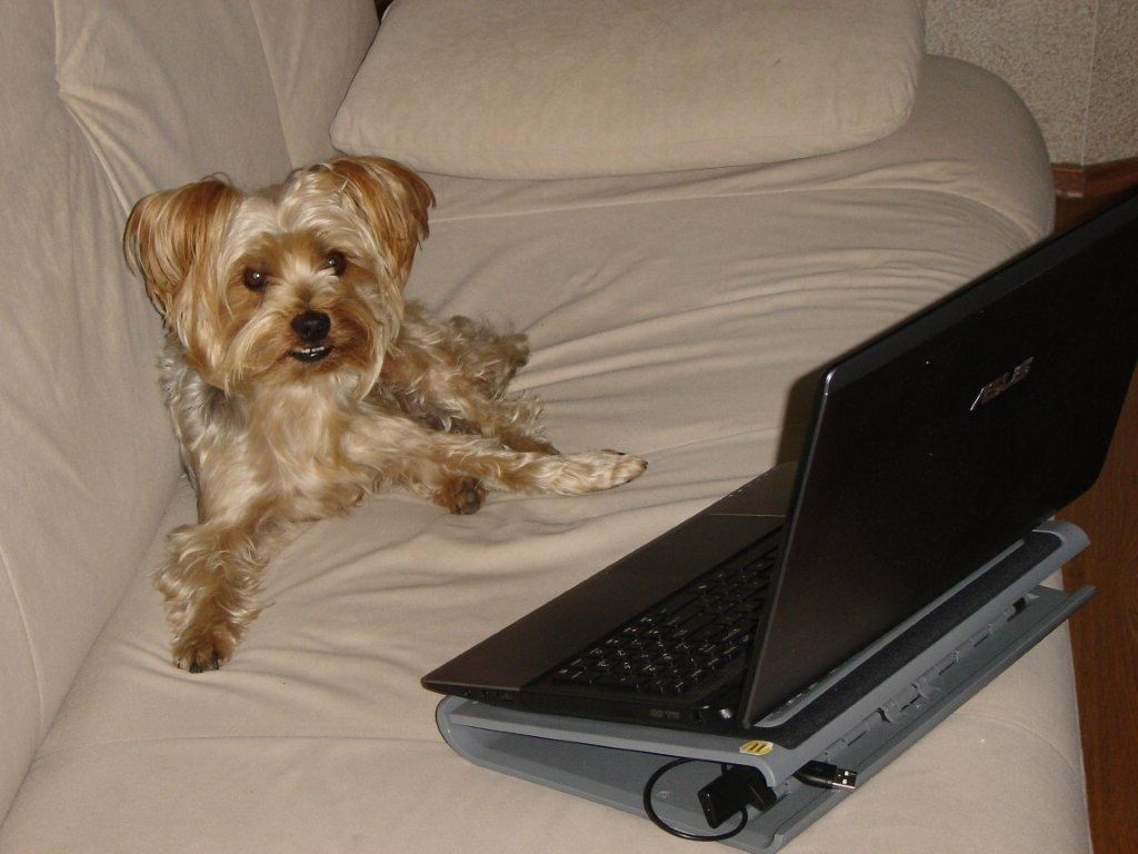 Muki spreman za osvajanje interneta