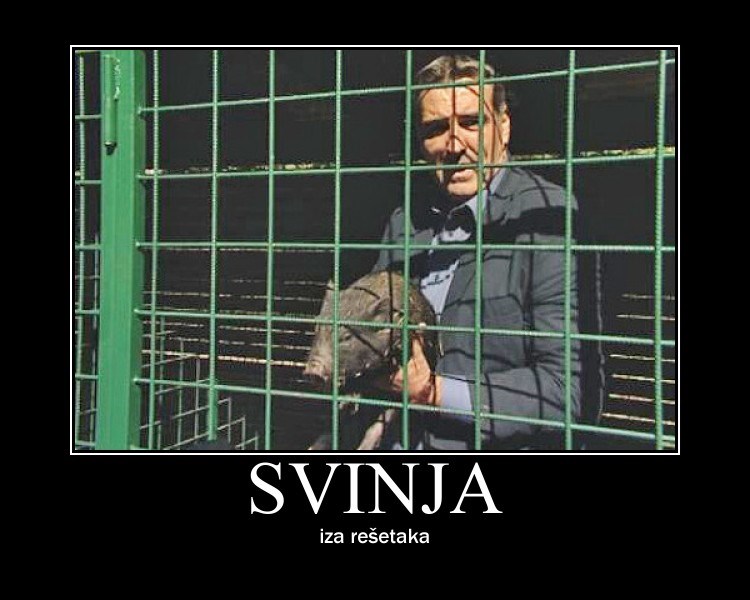 Svinja