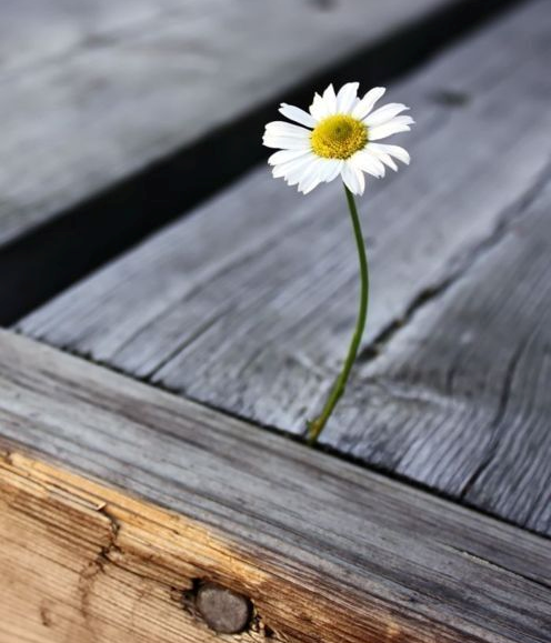 prepreke su tu da bi se prelazile...i ništa više..