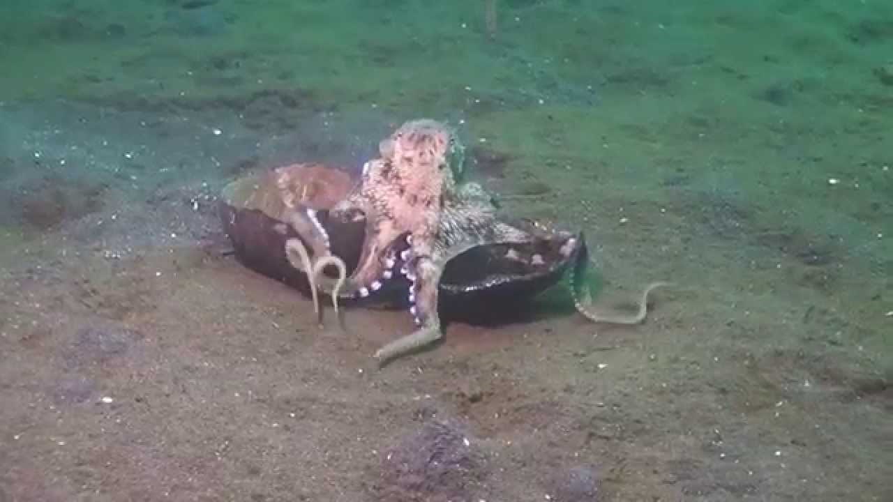 VIDEO: Morski kradljivac nasmijao ronioce