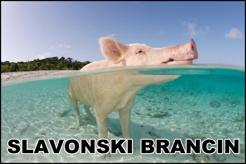 slavonski brancin.jpeg