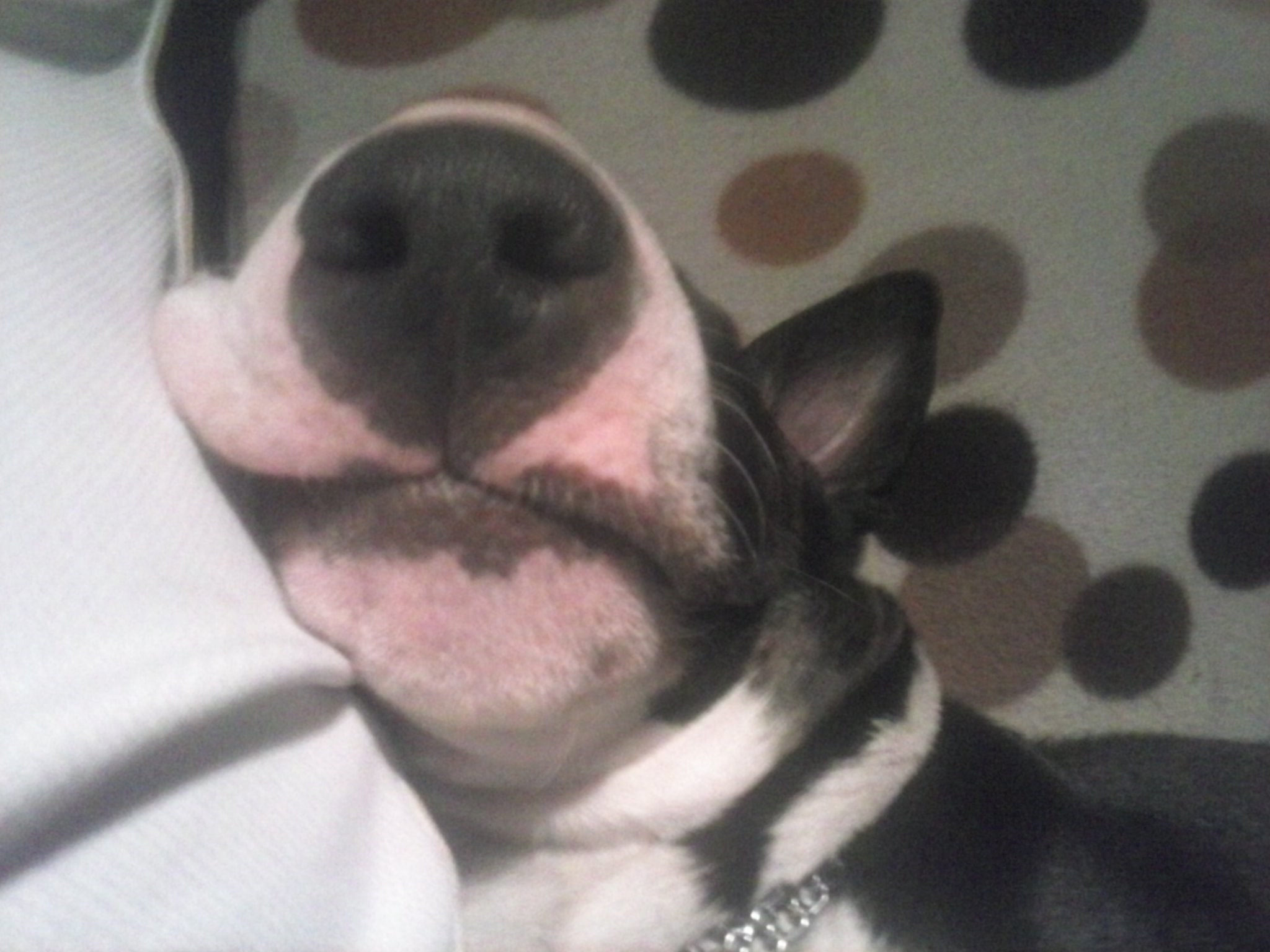 Storm voli ljenčarenje